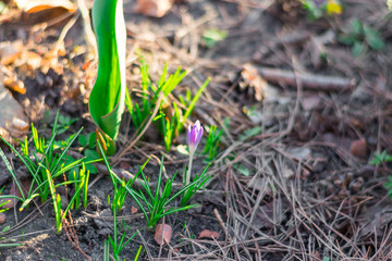 Growing purple crocus. First spring flowers