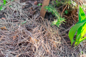 Dry spruce needles and cones on the ground