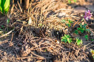 Dry spruce needles and cones on the ground