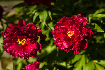 Red peonies in the garden. Blooming red peony. Closeup of beautiful red Peonie flower.