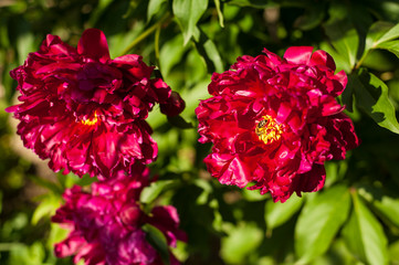Red peonies in the garden. Blooming red peony. Closeup of beautiful red Peonie flower.
