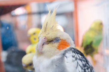 parrots in a cage