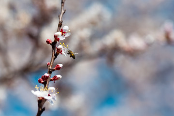 Blooming apricot with a flying bee