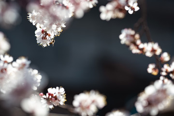 Blooming apricot with a bee