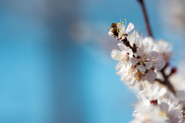 Blooming apricot with a bee at the background of the sky
