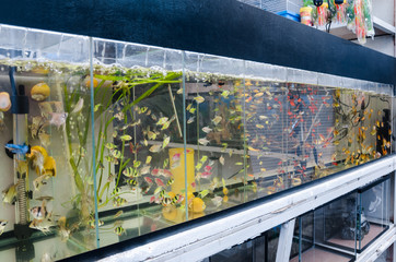 aquarium with school of fishes