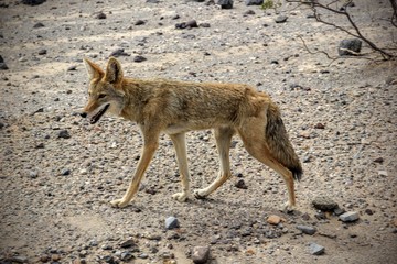 Coyote