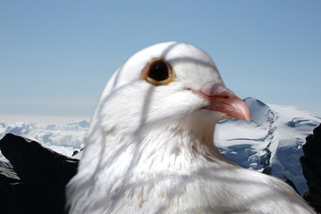 Pigeon in the mountains