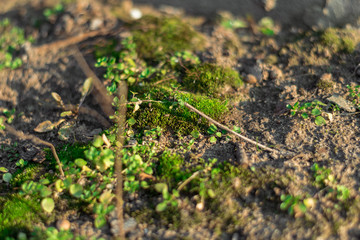 Green moss growing on the ground