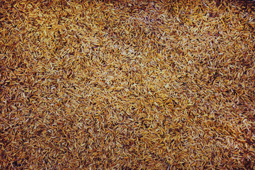 Paddy rice shell. background texture