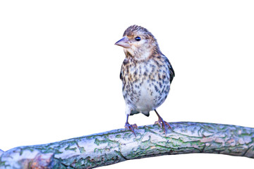 beautiful unusual bird sitting on a branch isolated on white background