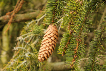 a pine cone and branches with green needles macro 