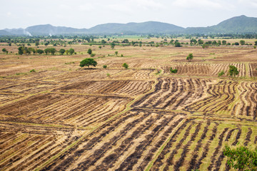 Landscape of rice field in South East Asia after harvest season.