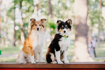 Two dogs Shetland Sheepdog sitting together. Puppy and adult dog, family, group of dogs of the same breed.