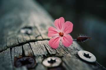 pink flower plant in springtime