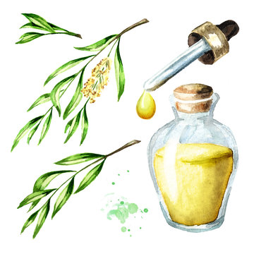 Tea tree essential oil set. Medicinal  and cosmetics plant, Watercolor hand drawn illustration isolated on white background