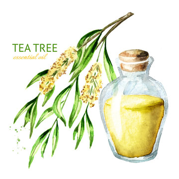 Tea tree essential oil. Medicinal  and cosmetics plant, Watercolor hand drawn illustration isolated on white background
