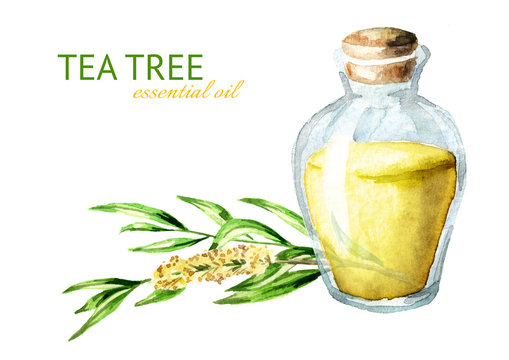 Tea tree essential oil. Medicinal  and cosmetics plant. Watercolor hand drawn illustration, isolated on white background