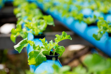 Organic gree oak vegetable in Hydroponic farm system at tome by using DIY water pipes.