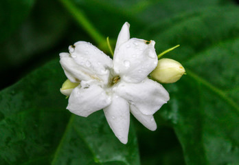 Obraz na płótnie Canvas beautiful jasmine flower