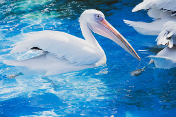 Fototapeta na wymiar White pelican bird with yellow long beak swims in the water pool, close up