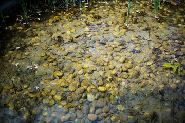 pebbles under water