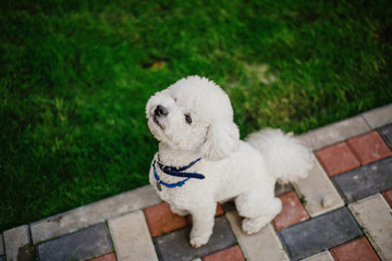 Bichon frise dog close up portrait