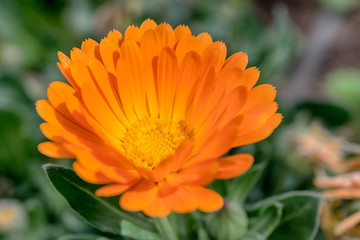 Flor naranja en primavera