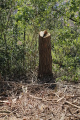 The problem of deforestation