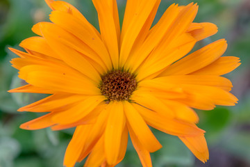 Flor naranja en primavera