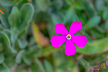 Pequeña flor rosa en un jardín en primavera