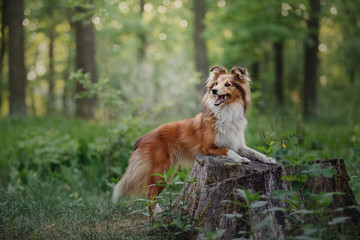 Adorable shetland sheepdog (sheltie dog) on a walk