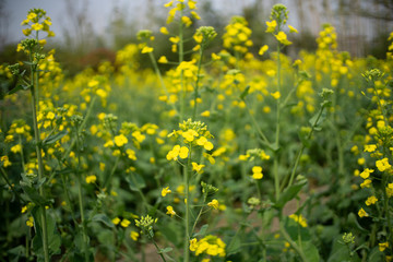 rapeseed flowers blooming in field