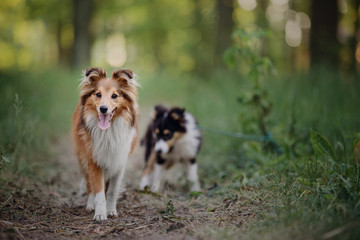 Fototapeta na wymiar Adorable shetland sheepdog (sheltie dog) on a walk