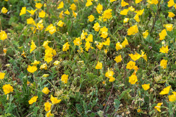 Campo de flores amarillas en primavera