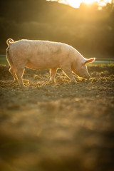Pigs eating on a meadow in an organic meat farm