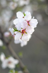 Flores de un almendro en primavera