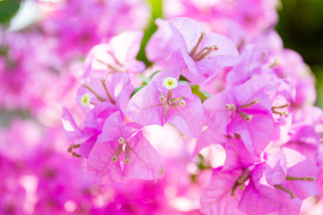 Fototapeta na wymiar Beautiful bouquet of blue and pink bougainvillea flowers on a tree close up.