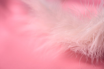 Delicate pink background and pink feather