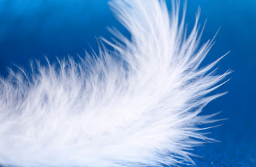 Fototapeta na wymiar White feather on blue background. Close-up
