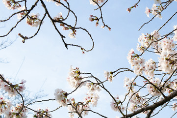 cherry blossom tree,