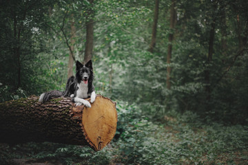 Cute black & white border collie dog in forest