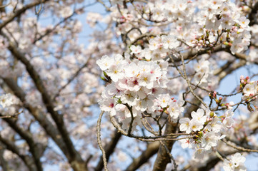 cherry blossom tree