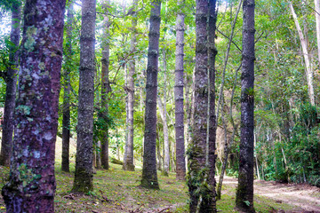 Fototapeta premium trees in the forest