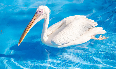 White pelican bird with yellow long beak swims in the water pool, close up