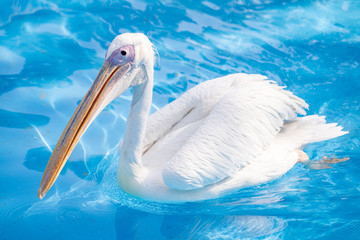 White pelican bird with yellow long beak swims in the water pool, close up