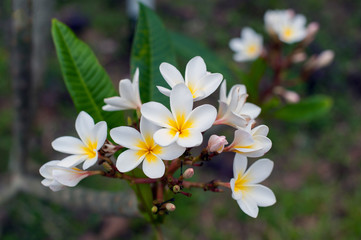Fototapeta na wymiar white flowers in garden