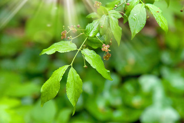 Flower in bloom under the sunshine in forest