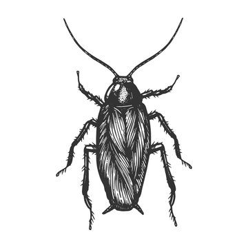 Cockroach bug insect sketch engraving vector illustration. Scratch board style imitation. Black and white hand drawn image.