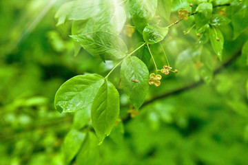 Flower in bloom under the sunshine in forest